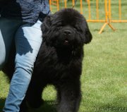 Превью фото № 207304