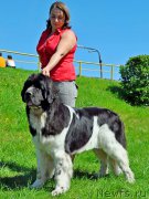 Превью фото № 207310