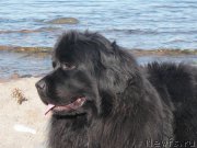 Превью фото № 207346