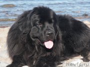 Превью фото № 207347