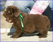 Превью фото № 207362