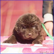 Превью фото № 207363