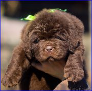 Превью фото № 207379