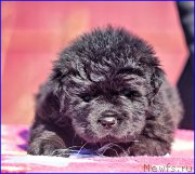 Превью фото № 207382