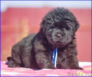 Превью фото № 207384