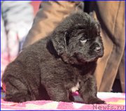 Превью фото № 207387