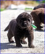 Превью фото № 207397