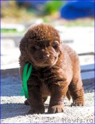 Превью фото № 207398