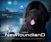 Превью фото № 207423