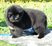 Превью фото № 207427