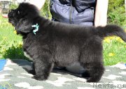 Превью фото № 207428