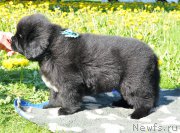 Превью фото № 207430