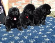 Превью фото № 207475