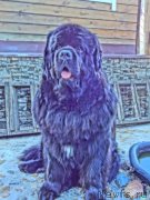 Превью фото № 207536