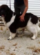 Превью фото № 207547