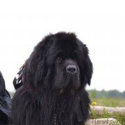 Превью фото № 207550