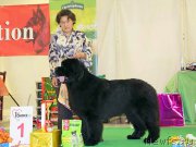 Превью фото № 207561