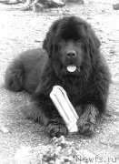 Превью фото № 207573