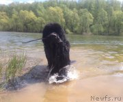 Превью фото № 207581