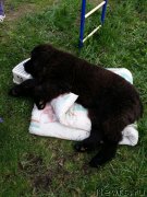 Превью фото № 207598