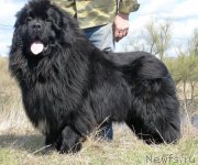 Превью фото № 207622