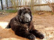 Превью фото № 207645