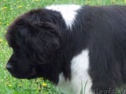 Превью фото № 207647