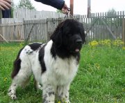 Превью фото № 207649