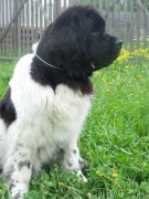 Превью фото № 207651