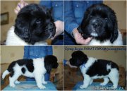 Превью фото № 207652