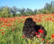 Превью фото № 207664