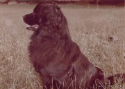 Превью фото № 207678