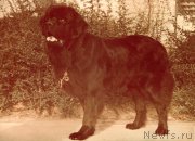 Превью фото № 207679