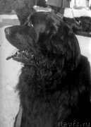 Превью фото № 207683