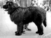 Превью фото № 207689