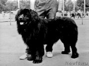 Превью фото № 207692