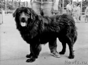 Превью фото № 207695