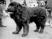 Превью фото № 207696