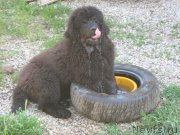 Превью фото № 207700