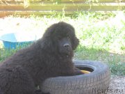 Превью фото № 207701