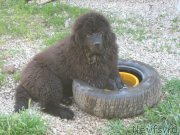 Превью фото № 207702