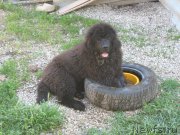 Превью фото № 207703