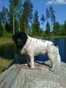 Превью фото № 207724