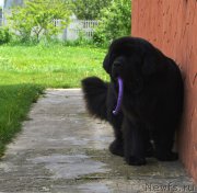 Превью фото № 207733