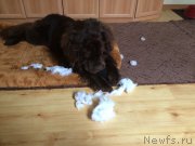 Превью фото № 207750