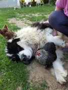 Превью фото № 207770