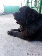 Превью фото № 207822