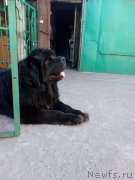 Превью фото № 207825