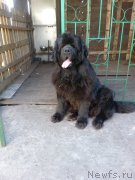 Превью фото № 207836