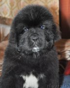 Превью фото № 207853